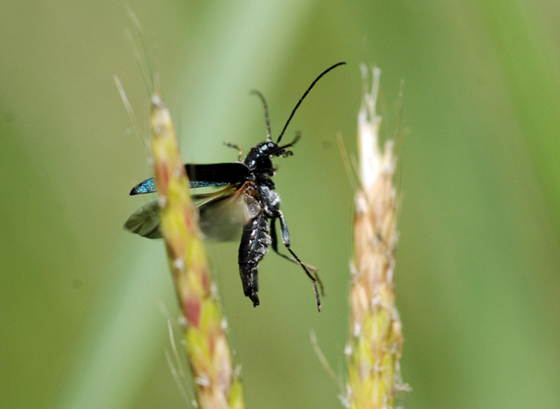 Oedemeridae preso al volo